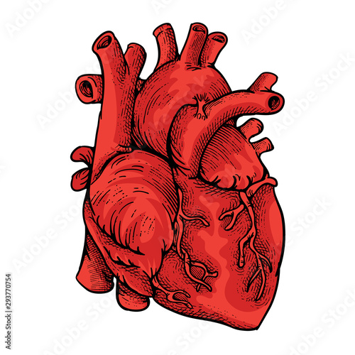 Heart illustration with engraving style