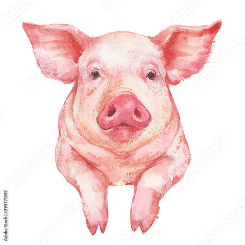 Cute pink pig Portrait watercolor illustration on white background photo