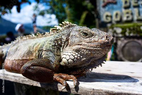 Portrait of a green iguana who basks in the sun