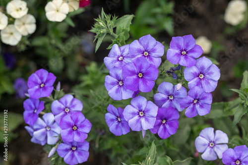 Close up of blooming Garden lilac Phlox paniculata. Macro purple flowers of phlox from home garden.