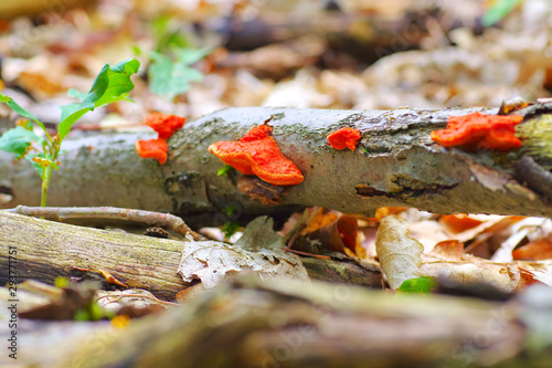 Zinnoberschwamm Pycnoporus cinnabarinus im Herbstwald - Pycnoporus cinnabarinus, also known as the cinnabar polypore in forest photo