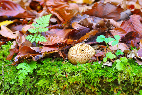 Kartoffelbovist, Scleroderma im Herbstwald - Scleroderma or eart ball in forest photo