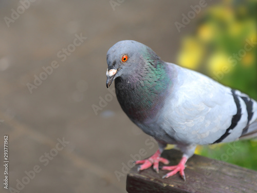 city pigeon standing on a park bench