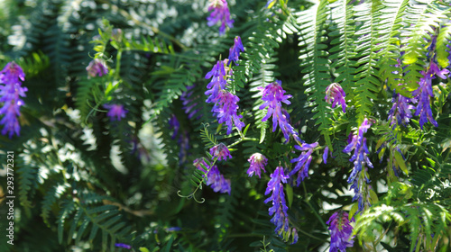 wild flowers purple vetch 