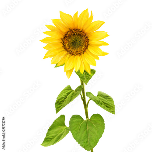 Sunflower photo, yellow flower with green leaves isolated on white background