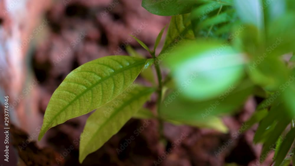 Green Wet Leaves in slow motion Green Wet Leaves in slow motion