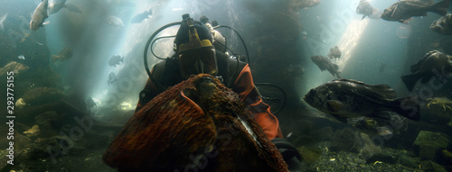 Fotografia, Obraz Diver With Octopus