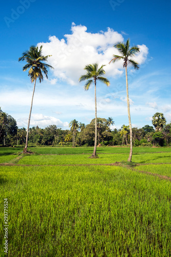 Rice fields around the sacred city of Anuradhapura, North Central Province, Sri Lanka