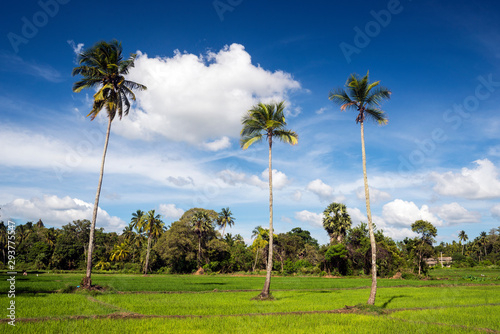 Rice fields around the sacred city of Anuradhapura, North Central Province, Sri Lanka