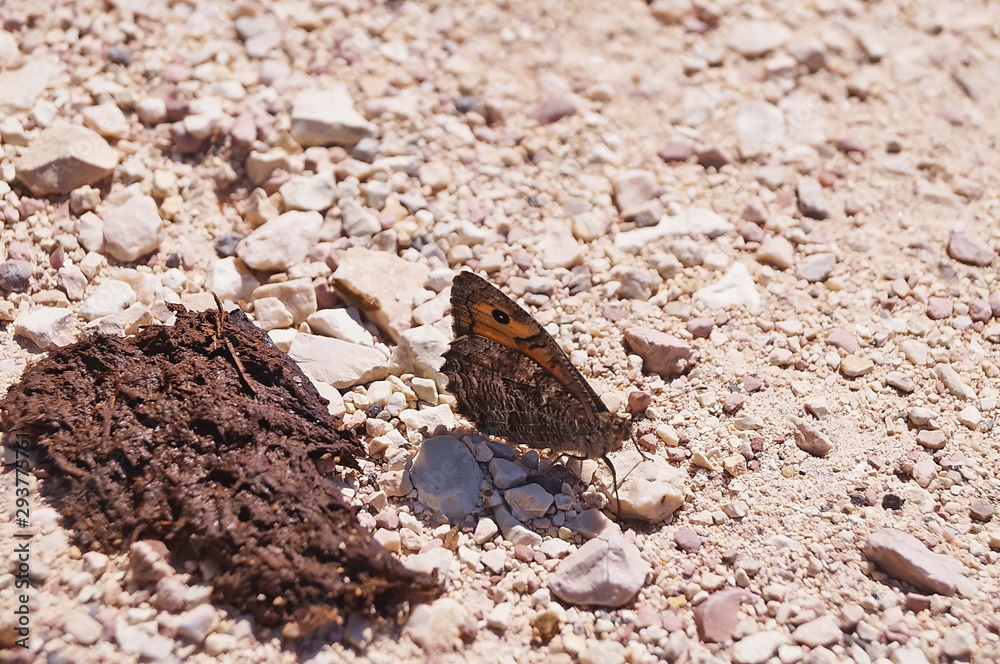 Rock grayling (Hipparchia semele) in the Umbrian countryside, Italy Rock grayling (Hipparchia semele) in the Umbrian countryside, Italy