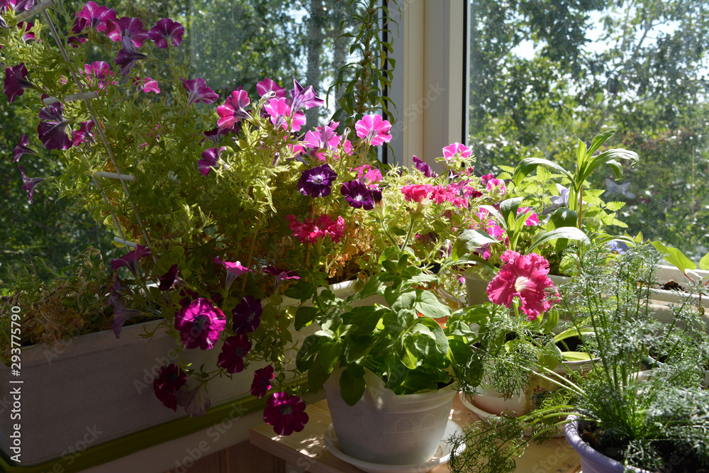 Charming garden on the balcony with blooming petunias and other plants. Nature in home.