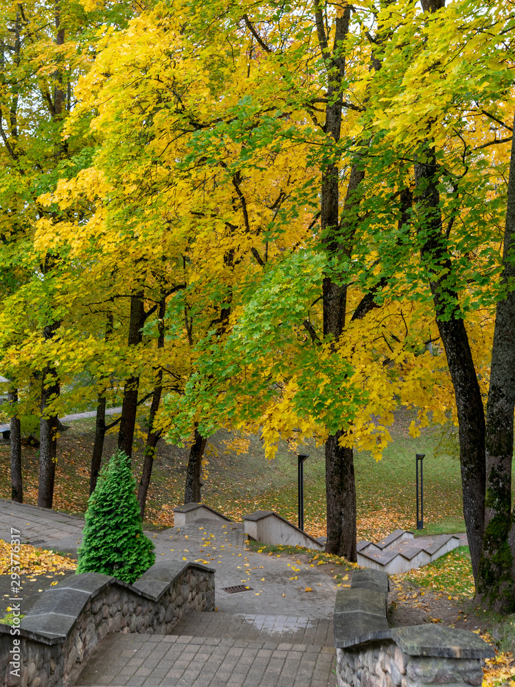 Naklejka premium beautiful, gorgeous and colorful trees on an autumn day