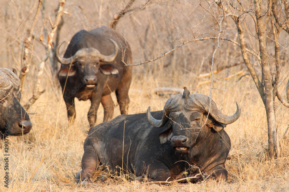 Obraz premium Amazing South African Safari - Hippos, monkeys, zebras, leopards, lions, painted wolves, elephants, giraffes, hyenas, wildlife - Nature at it's finest