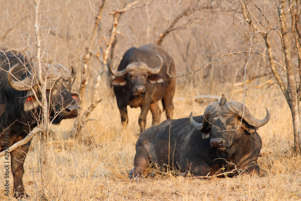 Obraz premium Amazing South African Safari - Hippos, monkeys, zebras, leopards, lions, painted wolves, elephants, giraffes, hyenas, wildlife - Nature at it's finest