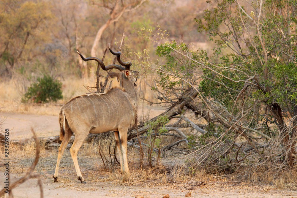 Naklejka premium Amazing South African Safari - Hippos, monkeys, zebras, leopards, lions, painted wolves, elephants, giraffes, hyenas, wildlife - Nature at it's finest