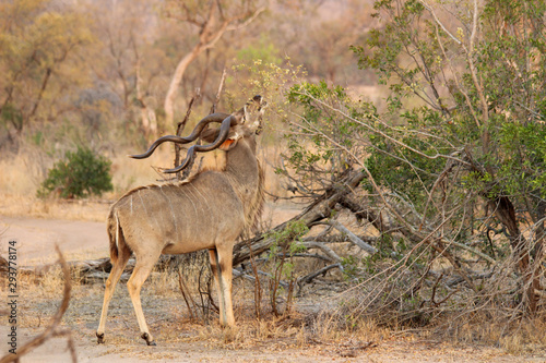 Amazing South African Safari - Hippos, monkeys, zebras, leopards, lions, painted wolves, elephants, giraffes, hyenas, wildlife - Nature at it's finest