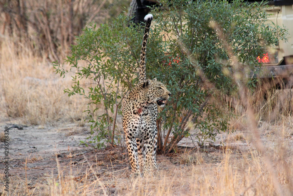 Fototapeta premium Amazing South African Safari - Hippos, monkeys, zebras, leopards, lions, painted wolves, elephants, giraffes, hyenas, wildlife - Nature at it's finest