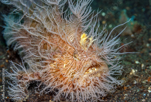 Coral reef South Pacific hairy frogfish photo