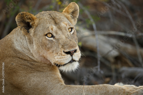 Löwin Südafrika