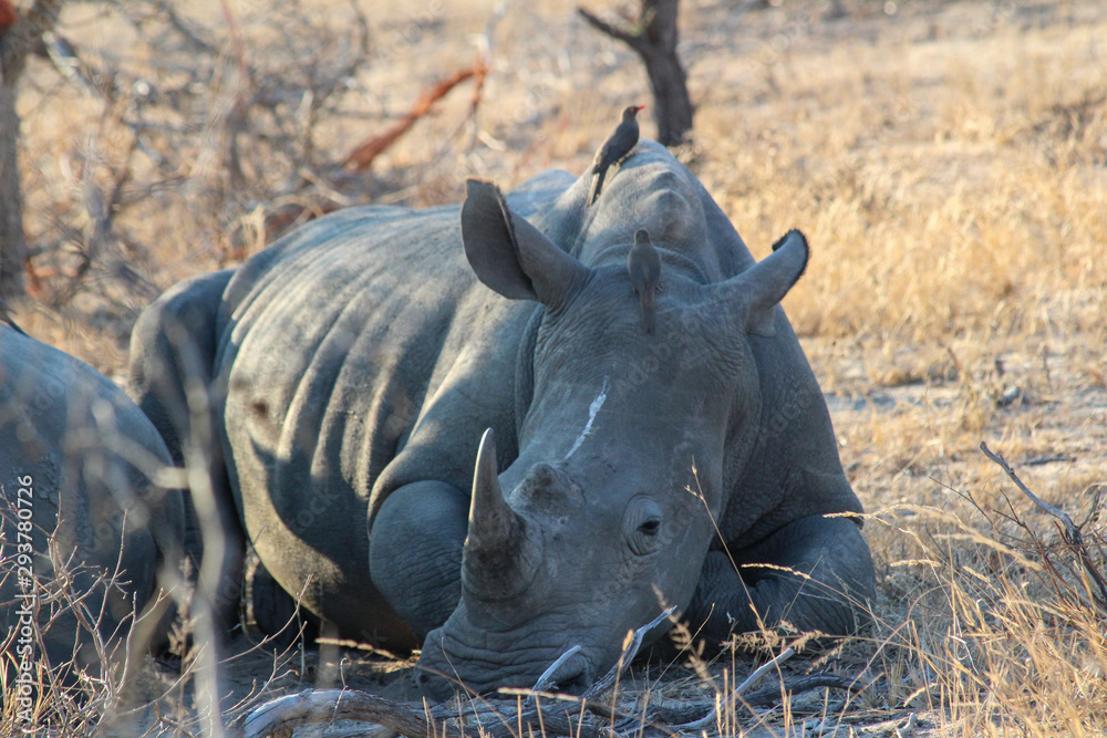 Obraz premium Amazing South African Safari - Hippos, monkeys, zebras, leopards, lions, painted wolves, elephants, giraffes, hyenas, wildlife - Nature at it's finest