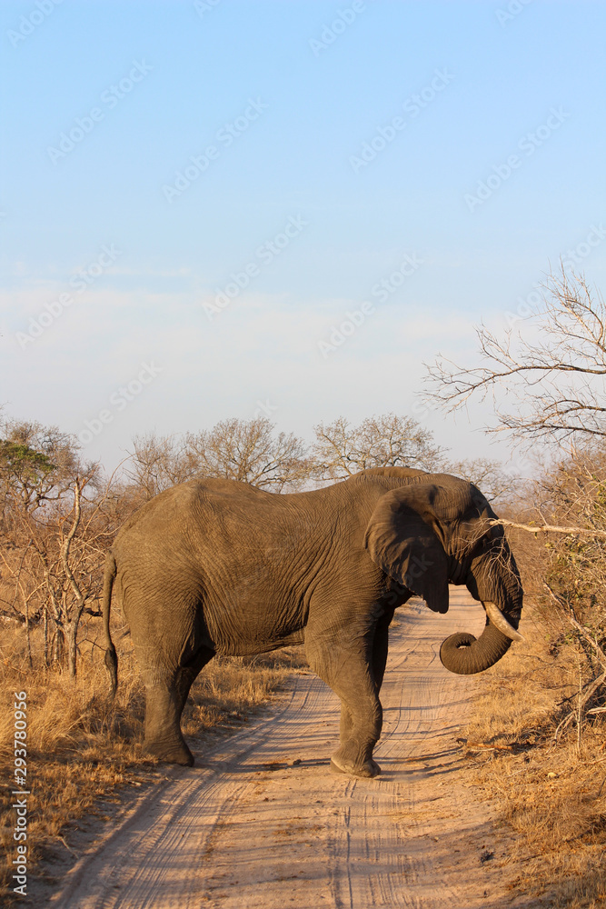 Fototapeta premium Amazing South African Safari - Hippos, monkeys, zebras, leopards, lions, painted wolves, elephants, giraffes, hyenas, wildlife - Nature at it's finest