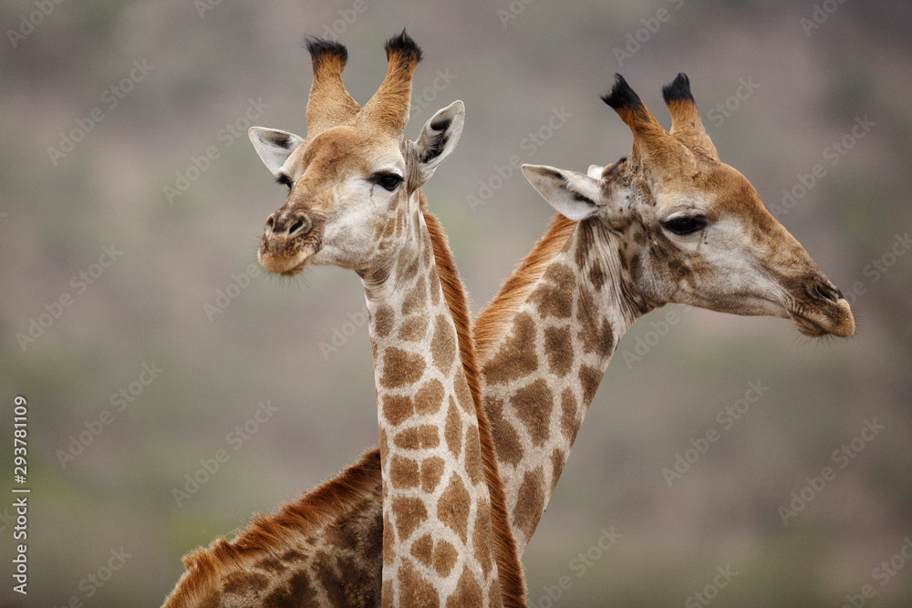 Fototapeta premium Giraffen