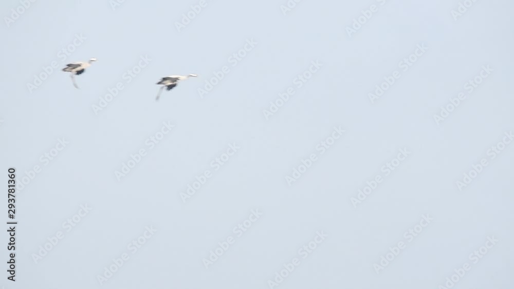 Common Cranes or Eurasian Cranes (Grus Grus) flying in mid airduring migration with a wind turbine in the background. Slow motion clip. Common Cranes or Eurasian Cranes (Grus Grus) flying in mid airduring migration with a wind turbine in the background. Slow motion clip.