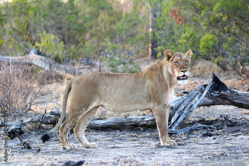 Amazing South African Safari - Hippos  monkeys  zebras  leopards  lions  painted wolves  elephants  giraffes  hyenas  wildlife - Nature at it s finest