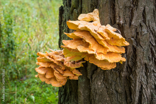 Laetiporus sulphureus - yellow mushrooms on the tree photo