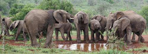 Elefanten am Wasser © Sebastian