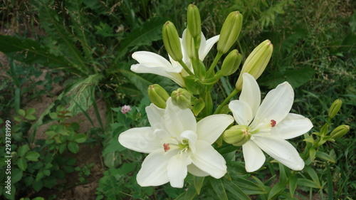 Цветок лилия белая © fotomonstr