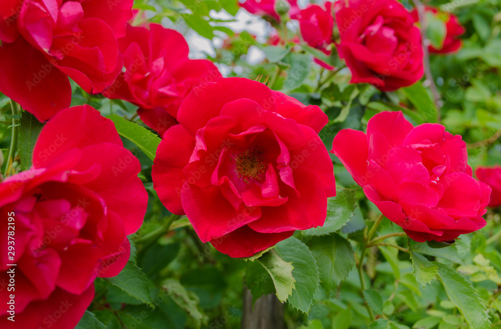 flammentanz red rose flower on a background of green leaves flammentanz red rose flower on a background of green leaves