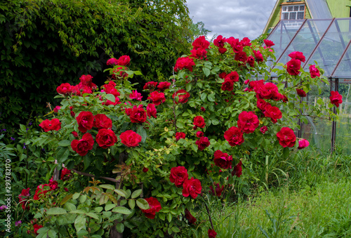 bush flammentanz red rose flower 