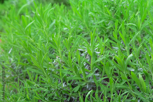 Fresh Rosemary Herb grow outdoor. Rosemary leaves, сlose up. Nature healthy flavoring, cooking. Ingredients for food.