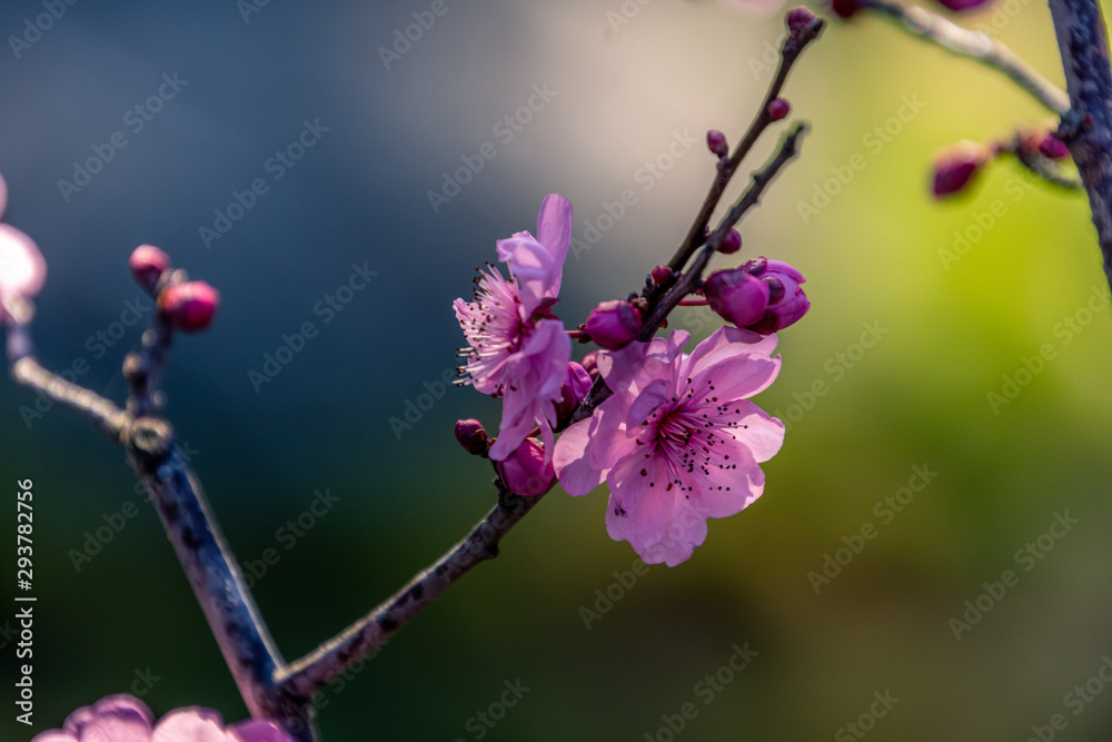 blossom, cherry, flowers