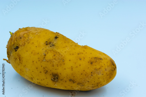 La patata es un tuberculo muy importante en la cultura sudamericana y Española photo