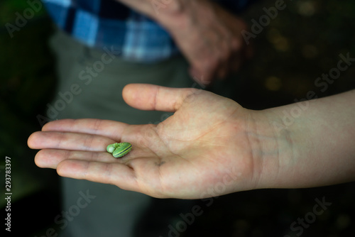 Close Up of a Girl Holding a Green Caterpillar in Her Hand in a Forest