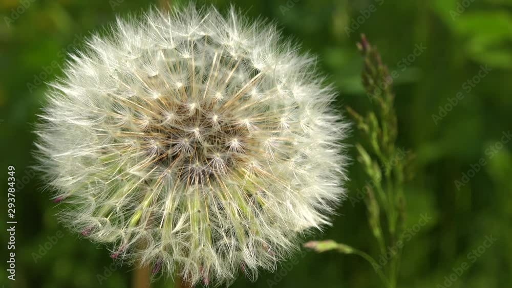 4k video Close up view of bloomed dandelion flower and green grass in the background 4k video Close up view of bloomed dandelion flower and green grass in the background