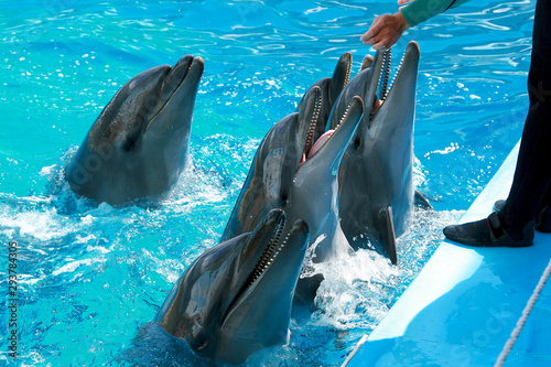 Cute beautiful playful dolphins in the dolphinarium