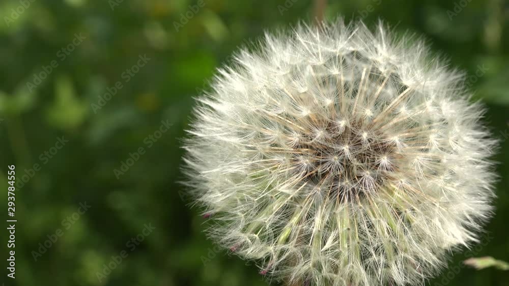 4k video Close up view of bloomed dandelion flower and green grass in the background 4k video Close up view of bloomed dandelion flower and green grass in the background