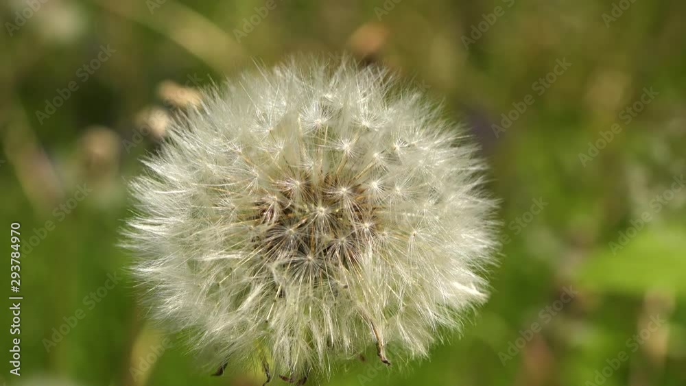 4k video Close up view of bloomed dandelion flower and green grass in the background 4k video Close up view of bloomed dandelion flower and green grass in the background