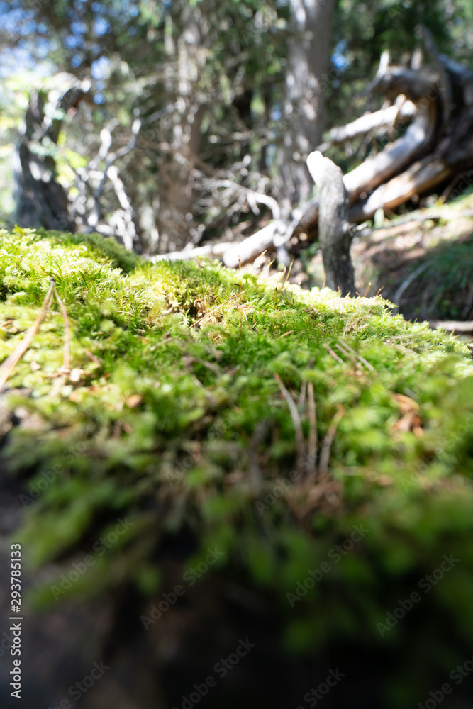 Alcuni scatti delle foreste delle dolomiti 