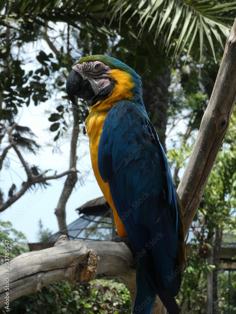 Obraz premium pelica oiseu