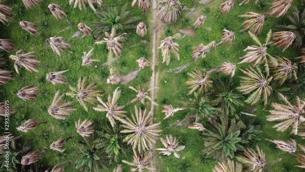 Dry oil palm trees. Dry oil palm trees.