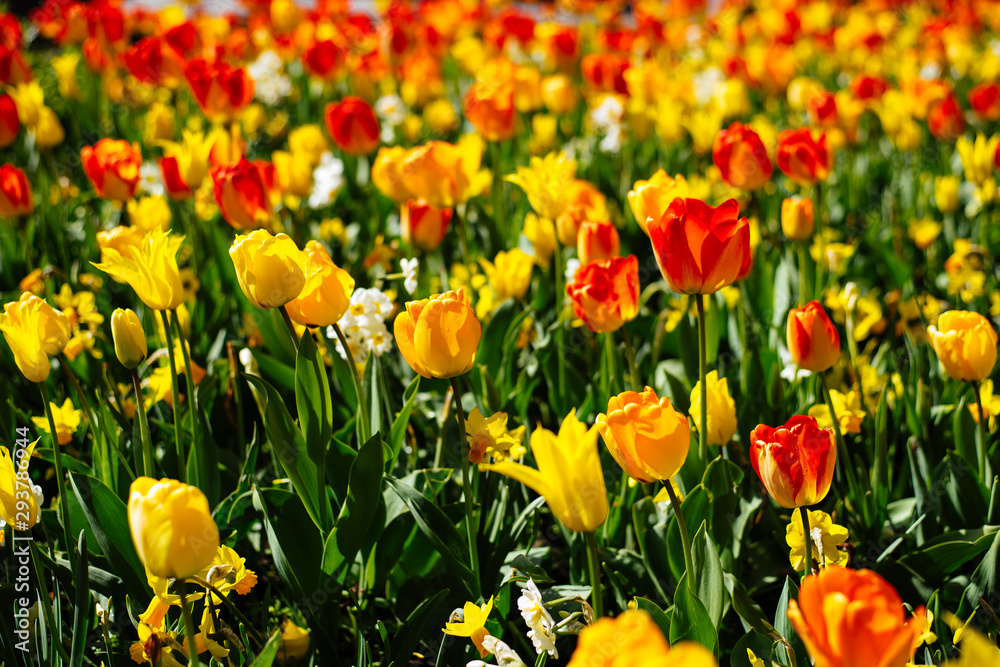 Tulips in Holland