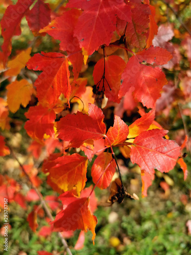Beautiful red leaves on a branch close-up. Autumn plants background.