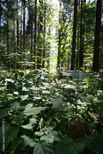 Fototapeta Naklejka Na Ścianę i Meble -  Alcuni scatti delle foreste delle dolomiti 