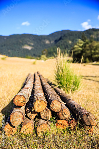 A stack of logs