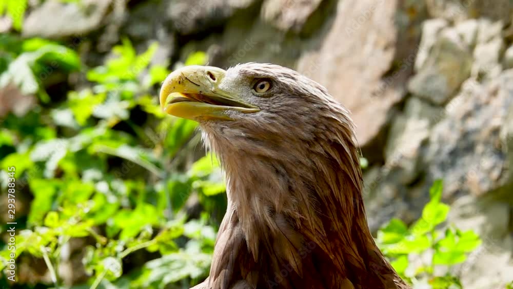 The eagle blinks and looks in different directions on a gray background. Slow motion. The eagle blinks and looks in different directions on a gray background. Slow motion.