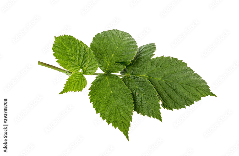 Raspberry leaf isolated on white background Raspberry leaf isolated on white background